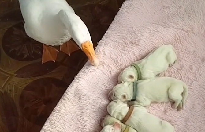 斯贝茨32分西热送8助攻 广州男篮击败八一男篮止四连败-BJL平台(图1) BJL平台集团