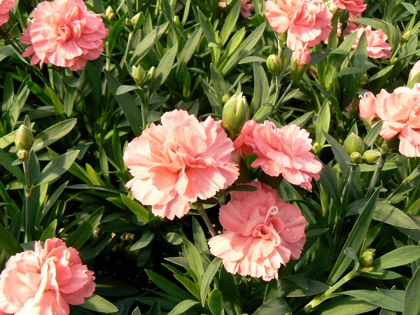 BJL平台集团-带鱼最好吃的做法!民间美食达人教学油焖带鱼,步骤简单还美味(图3) BJL平台