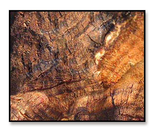 【BJL平台集团】红枣核桃酪的做法_红枣核桃酪怎么做_食·色的菜谱(图4) BJL平台集团